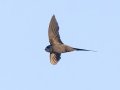African Palm Swift - Augrabies Rest Camp, R359, Keimoes ZA-Northern Cape -28.59316, 20.33746, Northern Cape, South Africa, Dec 3, 2024 African Palm Swift - Augrabies Rest Camp, R359, Keimoes ZA-Northern Cape -28.59316, 20.33746, Northern Cape, South Africa, Dec 3, 2024