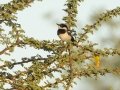 Pririt Batis Augrabies Rest Camp, R359, Keimoes ZA-Northern Cape -28.59316, 20.33746, Northern Cape, South Africa, Dec 3, 2024 Pririt Batis Augrabies Rest Camp, R359, Keimoes ZA-Northern Cape -28.59316, 20.33746, Northern Cape, South Africa, Dec 3, 2024