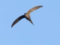 African Palm Swift - Augrabies Rest Camp, R359, Keimoes ZA-Northern Cape -28.59316, 20.33746, Northern Cape, South Africa, Dec 3, 2024 African Palm Swift - Augrabies Rest Camp, R359, Keimoes ZA-Northern Cape -28.59316, 20.33746, Northern Cape, South Africa, Dec 3, 2024