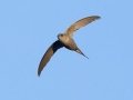 African Palm Swift - Augrabies Rest Camp, R359, Keimoes ZA-Northern Cape -28.59316, 20.33746, Northern Cape, South Africa, Dec 3, 2024 African Palm Swift - Augrabies Rest Camp, R359, Keimoes ZA-Northern Cape -28.59316, 20.33746, Northern Cape, South Africa, Dec 3, 2024