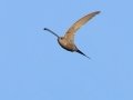 African Palm Swift - Augrabies Rest Camp, R359, Keimoes ZA-Northern Cape -28.59316, 20.33746, Northern Cape, South Africa, Dec 3, 2024 African Palm Swift - Augrabies Rest Camp, R359, Keimoes ZA-Northern Cape -28.59316, 20.33746, Northern Cape, South Africa, Dec 3, 2024