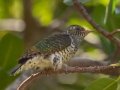 Klaass Cuckoo - Kuifkopvisvanger Farm, Western Cape, ZA on Fri Nov 29, 2024 Klaass Cuckoo - Kuifkopvisvanger Farm, Western Cape, ZA on Fri Nov 29, 2024