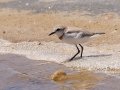 Chestnut-banded Plover - Kliphoek Salt Pans, Western Cape, ZA on Fri Nov 29, 2024 Chestnut-banded Plover - Kliphoek Salt Pans, Western Cape, ZA on Fri Nov 29, 2024