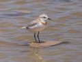 Chestnut-banded Plover - Kliphoek Salt Pans, Western Cape, ZA on Fri Nov 29, 2024 Chestnut-banded Plover - Kliphoek Salt Pans, Western Cape, ZA on Fri Nov 29, 2024