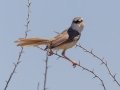 Black-chested Prinia - North of Brandvlei (R357) ZA-Northern Cape (-30.4551,20.5361), Northern Cape, ZA on Sat Nov 30, 2024 Black-chested Prinia - North of Brandvlei (R357) ZA-Northern Cape (-30.4551,20.5361), Northern Cape, ZA on Sat Nov 30, 2024