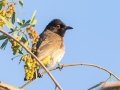 Black-fronted Bulbul - Augrabies Rest Camp, R359, Keimoes ZA-Northern Cape -28.59316, 20.33746, Northern Cape, South Africa, Dec 3, 2024 Black-fronted Bulbul - Augrabies Rest Camp, R359, Keimoes ZA-Northern Cape -28.59316, 20.33746, Northern Cape, South Africa, Dec 3, 2024