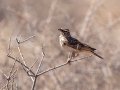 Sabota Lark - North of Brandvlei (R357) ZA-Northern Cape (-30.4551,20.5361), Northern Cape, ZA on Sat Nov 30, 2024 Sabota Lark - North of Brandvlei (R357) ZA-Northern Cape (-30.4551,20.5361), Northern Cape, ZA on Sat Nov 30, 2024