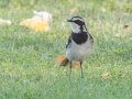 Cape Wagtail-  Augrabies Rest Camp, R359, Keimoes ZA-Northern Cape -28.59316, 20.33746, Northern Cape, South Africa, Dec 3, 2024