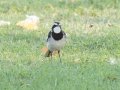 Cape Wagtail- Augrabies Rest Camp, R359, Keimoes ZA-Northern Cape -28.59316, 20.33746, Northern Cape, South Africa, Dec 3, 2024 Cape Wagtail- Augrabies Rest Camp, R359, Keimoes ZA-Northern Cape -28.59316, 20.33746, Northern Cape, South Africa, Dec 3, 2024
