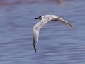 Sandwich Tern - Kuifkopvisvanger Farm, Western Cape, ZA on Fri Nov 29, 2024 Sandwich Tern - Kuifkopvisvanger Farm, Western Cape, ZA on Fri Nov 29, 2024