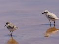 Chestnut-banded Plover - Kliphoek Salt Pans, Western Cape, ZA on Fri Nov 29, 2024 Chestnut-banded Plover - Kliphoek Salt Pans, Western Cape, ZA on Fri Nov 29, 2024