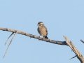 Cape Bunting - Augrabies Rest Camp, R359, Keimoes ZA-Northern Cape -28.59316, 20.33746, Northern Cape, South Africa, Dec 3, 2024 Cape Bunting - Augrabies Rest Camp, R359, Keimoes ZA-Northern Cape -28.59316, 20.33746, Northern Cape, South Africa, Dec 3, 2024