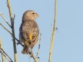 White-throated Canary - Augrabies Rest Camp, R359, Keimoes ZA-Northern Cape -28.59316, 20.33746, Northern Cape, South Africa, Dec 3, 2024 White-throated Canary - Augrabies Rest Camp, R359, Keimoes ZA-Northern Cape -28.59316, 20.33746, Northern Cape, South Africa, Dec 3, 2024
