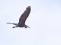 Goliath Heron - Augrabies Rest Camp, R359, Keimoes ZA-Northern Cape -28.59316, 20.33746, Northern Cape, South Africa, Dec 3, 2024 Goliath Heron - Augrabies Rest Camp, R359, Keimoes ZA-Northern Cape -28.59316, 20.33746, Northern Cape, South Africa, Dec 3, 2024