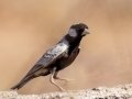 Gray-backed Sparrow-Lark - North of Brandvlei (R357) ZA-Northern Cape (-30.4551,20.5361), Northern Cape, ZA on Sat Nov 30, 2024 Gray-backed Sparrow-Lark - North of Brandvlei (R357) ZA-Northern Cape (-30.4551,20.5361), Northern Cape, ZA on Sat Nov 30, 2024