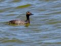 Eared Grebe - Kliphoek Salt Pans, Western Cape, ZA on Fri Nov 29, 2024 Eared Grebe - Kliphoek Salt Pans, Western Cape, ZA on Fri Nov 29, 2024