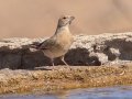 Lark-like Bunting - North of Brandvlei (R357) ZA-Northern Cape (-30.4551,20.5361), Northern Cape, ZA on Sat Nov 30, 2024 Lark-like Bunting - North of Brandvlei (R357) ZA-Northern Cape (-30.4551,20.5361), Northern Cape, ZA on Sat Nov 30, 2024