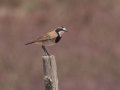 Cape Wheatear - Kliphoek Salt Pans, Western Cape, ZA on Fri Nov 29, 2024 Cape Wheatear - Kliphoek Salt Pans, Western Cape, ZA on Fri Nov 29, 2024