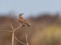 Karoo Long-billed Lark -  Augrabies Rest Camp, R359, Keimoes ZA-Northern Cape -28.59316, 20.33746, Northern Cape, South Africa, Dec 3, 2024