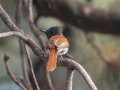 African Paradise-Flycatcher - Tokai Arboretum, Western Cape, ZA, Nov 25, 2024 African Paradise-Flycatcher - Tokai Arboretum, Western Cape, ZA, Nov 25, 2024