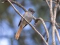 African Paradise-Flycatcher - Tokai Arboretum, Western Cape, ZA, Nov 25, 2024 African Paradise-Flycatcher - Tokai Arboretum, Western Cape, ZA, Nov 25, 2024