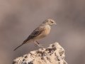 Lark-like Bunting - North of Brandvlei (R357) ZA-Northern Cape (-30.4551,20.5361), Northern Cape, ZA on Sat Nov 30, 2024 Lark-like Bunting - North of Brandvlei (R357) ZA-Northern Cape (-30.4551,20.5361), Northern Cape, ZA on Sat Nov 30, 2024