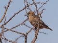 Sociable Weaver - Augrabies Rest Camp, R359, Keimoes ZA-Northern Cape -28.59316, 20.33746, Northern Cape, South Africa, Dec 3, 2024 Sociable Weaver - Augrabies Rest Camp, R359, Keimoes ZA-Northern Cape -28.59316, 20.33746, Northern Cape, South Africa, Dec 3, 2024