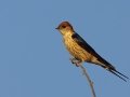 Greater Striped-Swallow - Marrick Safari, Northern Cape, South Africa, Dec 3, 2024 Greater Striped-Swallow - Marrick Safari, Northern Cape, South Africa, Dec 3, 2024