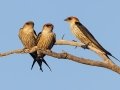 Greater Striped-Swallow s- Marrick Safari, Northern Cape, South Africa, Dec 3, 2024 Greater Striped-Swallow s- Marrick Safari, Northern Cape, South Africa, Dec 3, 2024