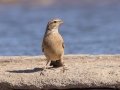 Lark-like Bunting - North of Brandvlei (R357) ZA-Northern Cape (-30.4551,20.5361), Northern Cape, ZA on Sat Nov 30, 2024 Lark-like Bunting - North of Brandvlei (R357) ZA-Northern Cape (-30.4551,20.5361), Northern Cape, ZA on Sat Nov 30, 2024