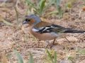 Common Chaffinch - Tokai Arboretum, Western Cape, ZA, Nov 25, 2024 Common Chaffinch - Tokai Arboretum, Western Cape, ZA, Nov 25, 2024