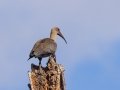 Hadada Ibis - Kirstenbosch Botanical Garden, Western Cape, ZA, Nov 25, 2024 Hadada Ibis - Kirstenbosch Botanical Garden, Western Cape, ZA, Nov 25, 2024