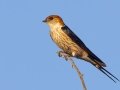 Greater Striped-Swallow - Marrick Safari, Northern Cape, South Africa, Dec 3, 2024 Greater Striped-Swallow - Marrick Safari, Northern Cape, South Africa, Dec 3, 2024