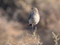 Karoo Chat - North of Calvinia (R27) ZA-Northern Cape (-30.9709,20.3261), Northern Cape, ZA on Sat Nov 30, 2024 Karoo Chat - North of Calvinia (R27) ZA-Northern Cape (-30.9709,20.3261), Northern Cape, ZA on Sat Nov 30, 2024
