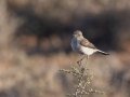 Karoo Chat - North of Calvinia (R27) ZA-Northern Cape (-30.9709,20.3261), Northern Cape, ZA on Sat Nov 30, 2024 Karoo Chat - North of Calvinia (R27) ZA-Northern Cape (-30.9709,20.3261), Northern Cape, ZA on Sat Nov 30, 2024
