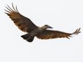 Hamerkop - Umlalazi Nature Reserve, Eshowe ZA-KwaZulu-Natal -28.94967, 31.77476, , Kwazulu-Natal, South Africa, Dec 10, 2024 Hamerkop - Umlalazi Nature Reserve, Eshowe ZA-KwaZulu-Natal -28.94967, 31.77476, , Kwazulu-Natal, South Africa, Dec 10, 2024