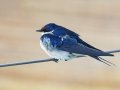 White-throated Swallow - Intaka Island, Western Cape, South Africa, Nov 23, 2024