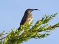 Amethyst Sunbird - Hout Bay Beach and Estuary, Western Cape, ZA, Nov 23, 2024 Amethyst Sunbird - Hout Bay Beach and Estuary, Western Cape, ZA, Nov 23, 2024
