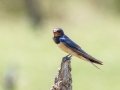 Barn Swallow - Nibela Floodplains, Kwazulu-Natal, South Africa, Dec 8, 2024 Barn Swallow - Nibela Floodplains, Kwazulu-Natal, South Africa, Dec 8, 2024