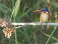 Malachite Kingfisher - Intaka Island, Western Cape, South Africa, Nov 23, 2024 Malachite Kingfisher - Intaka Island, Western Cape, South Africa, Nov 23, 2024