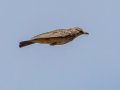 Large-billed Lark - Sani Top to Black Mountain West (A31) Lesotho-Mokhotlong (-29.5201,29.1898), Mokhotlong, Lesotho, Dec 13, 2025 Large-billed Lark - Sani Top to Black Mountain West (A31) Lesotho-Mokhotlong (-29.5201,29.1898), Mokhotlong, Lesotho, Dec 13, 2025