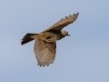 Large-billed Lark - Sani Top to Black Mountain West (A31) Lesotho-Mokhotlong (-29.5201,29.1898), Mokhotlong, Lesotho, Dec 13, 2025 Large-billed Lark - Sani Top to Black Mountain West (A31) Lesotho-Mokhotlong (-29.5201,29.1898), Mokhotlong, Lesotho, Dec 13, 2025