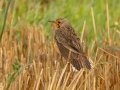 Orange-throated Longclaw - Malagas, Malagas ZA-Western Cape (-34.3169,20.5712), Western Cape, ZA on Wed Nov 27, 2024 Orange-throated Longclaw - Malagas, Malagas ZA-Western Cape (-34.3169,20.5712), Western Cape, ZA on Wed Nov 27, 2024