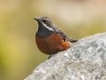 Cape Rockjumper - Sir Lowry’s Pass - Hottentots-Holland Nature Reserve, Cape Town ZA-Western Cape -34.14960, 18.93454, Western Cape, ZA on Tue Nov 26, 2024 Cape Rockjumper - Sir Lowry’s Pass - Hottentots-Holland Nature Reserve, Cape Town ZA-Western Cape -34.14960, 18.93454, Western Cape, ZA on Tue Nov 26, 2024