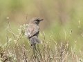 Layards Warbler, Sani Top to Black Mountain West (A31) Lesotho-Mokhotlong (-29.5201,29.1898), Mokhotlong, Lesotho, Dec 13 , 2024 Layards Warbler, Sani Top to Black Mountain West (A31) Lesotho-Mokhotlong (-29.5201,29.1898), Mokhotlong, Lesotho, Dec 13 , 2024