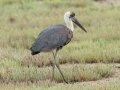African Woolly-necked Stork - Umlalazi Nature Reserve, Eshowe ZA-KwaZulu-Natal -28.94967, 31.77476, , Kwazulu-Natal, South Africa, Dec 10, 2024 African Woolly-necked Stork - Umlalazi Nature Reserve, Eshowe ZA-KwaZulu-Natal -28.94967, 31.77476, , Kwazulu-Natal, South Africa, Dec 10, 2024