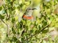 Southern Double-collared Sunbird - Hout Bay Beach and Estuary, Western Cape, ZA, Nov 23, 2024 Southern Double-collared Sunbird - Hout Bay Beach and Estuary, Western Cape, ZA, Nov 23, 2024