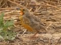 Orange-throated Longclaw - Malagas, Malagas ZA-Western Cape (-34.3169,20.5712), Western Cape, ZA on Wed Nov 27, 2024 Orange-throated Longclaw - Malagas, Malagas ZA-Western Cape (-34.3169,20.5712), Western Cape, ZA on Wed Nov 27, 2024
