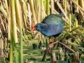 African Swamphen - Intaka Island, Western Cape, South Africa, Nov 23, 2024 African Swamphen - Intaka Island, Western Cape, South Africa, Nov 23, 2024