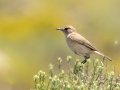 Sickle-winged Chat - Sani Top to Black Mountain West (A31) Lesotho-Mokhotlong (-29.5201,29.1898), Mokhotlong, Lesotho, Dec 13 , 2024 Sickle-winged Chat - Sani Top to Black Mountain West (A31) Lesotho-Mokhotlong (-29.5201,29.1898), Mokhotlong, Lesotho, Dec 13 , 2024